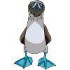 Blue Footed Booby