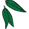 green nature leaves c2