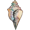 shell