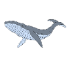 Blue whale