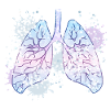 Lung bronchi