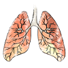 Lung bronchi