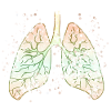 Organ lungs
