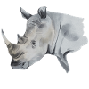 Rhinocéros Rhinocéros Rhinocéros