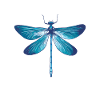 Libellules Insectes nature Entomologiste Biologiste