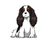 Cavalier King Charles Hundemotiv Geschenkidee