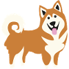 Shiba Inu, Icelandic dog