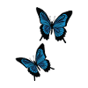 Blue butterflies