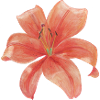 lily