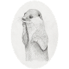 Otter Oval