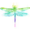 Rainbow Dragonfly