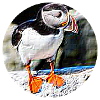 Puffin Rock