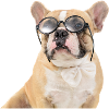 Bulldog with glasses