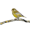 Greenfinch on branch