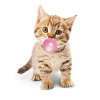 Nette Katze bläst rosa Bubblegum