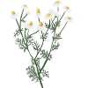 Chamomile botanical drawing