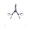 Bronchi lungs