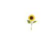 Sonnenblumen Shirt, Garten T-Shirt, Hobbygärtner,