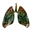 Lung organ