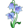 bellflower