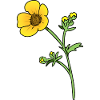 buttercup