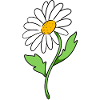 daisy