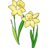 daffodils