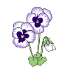 pansy