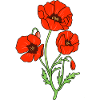 corn poppy