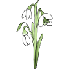 snowdrop