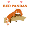 red panda