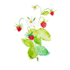 Wildberry sweet and wild