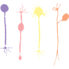 Neuron in Harmonie