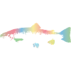 Rainbow trout