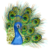 Peacock portrait