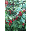 Red currants on shrub