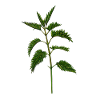nettle