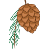 fir cone