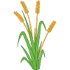 wheat