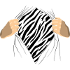 zebra