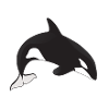killer whale