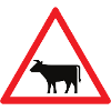Attention cow!