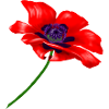 Red poppy blossom,red poppy