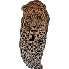 Léopard Afrique Animal Fauve