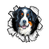 Bernese Mountain Dog
