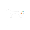 Windhunde - Windhund