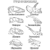 Dinosaur Fossils