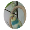 Budgerigars Budgerigar