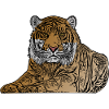 Sittande tiger rovdjur motiv djurmotiv