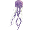 jellyfish